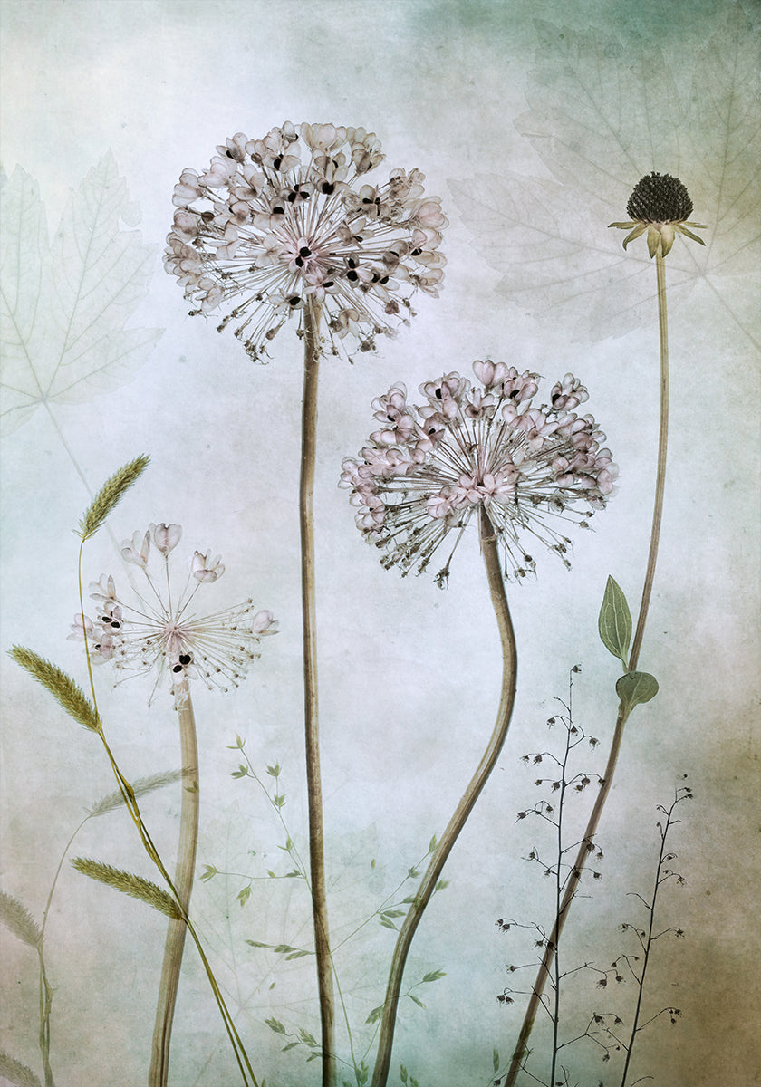 Plakat Allium