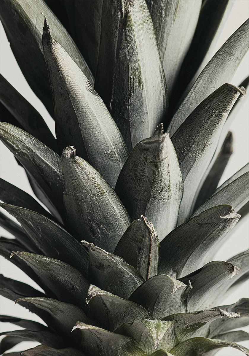 Plakat Ananas z bliska