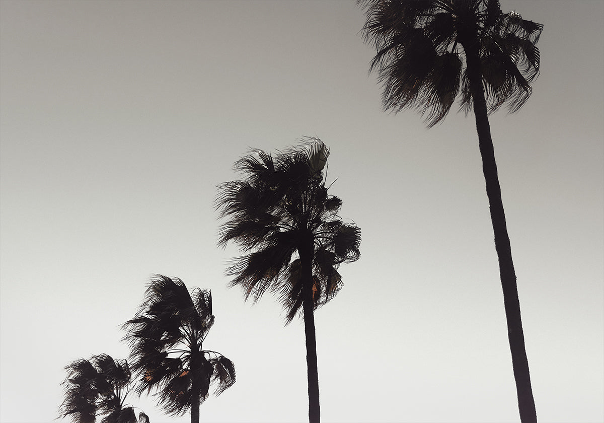 Palma_004