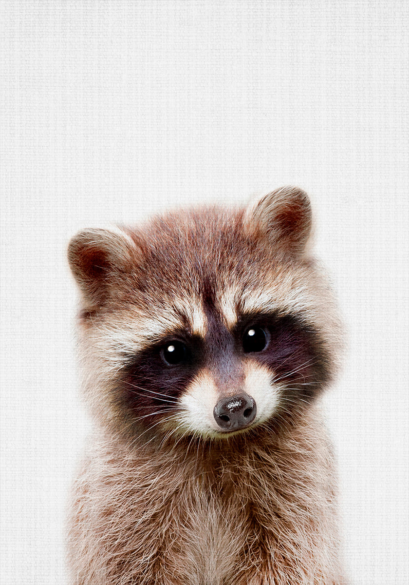 Plakat z szopem Peekaboo