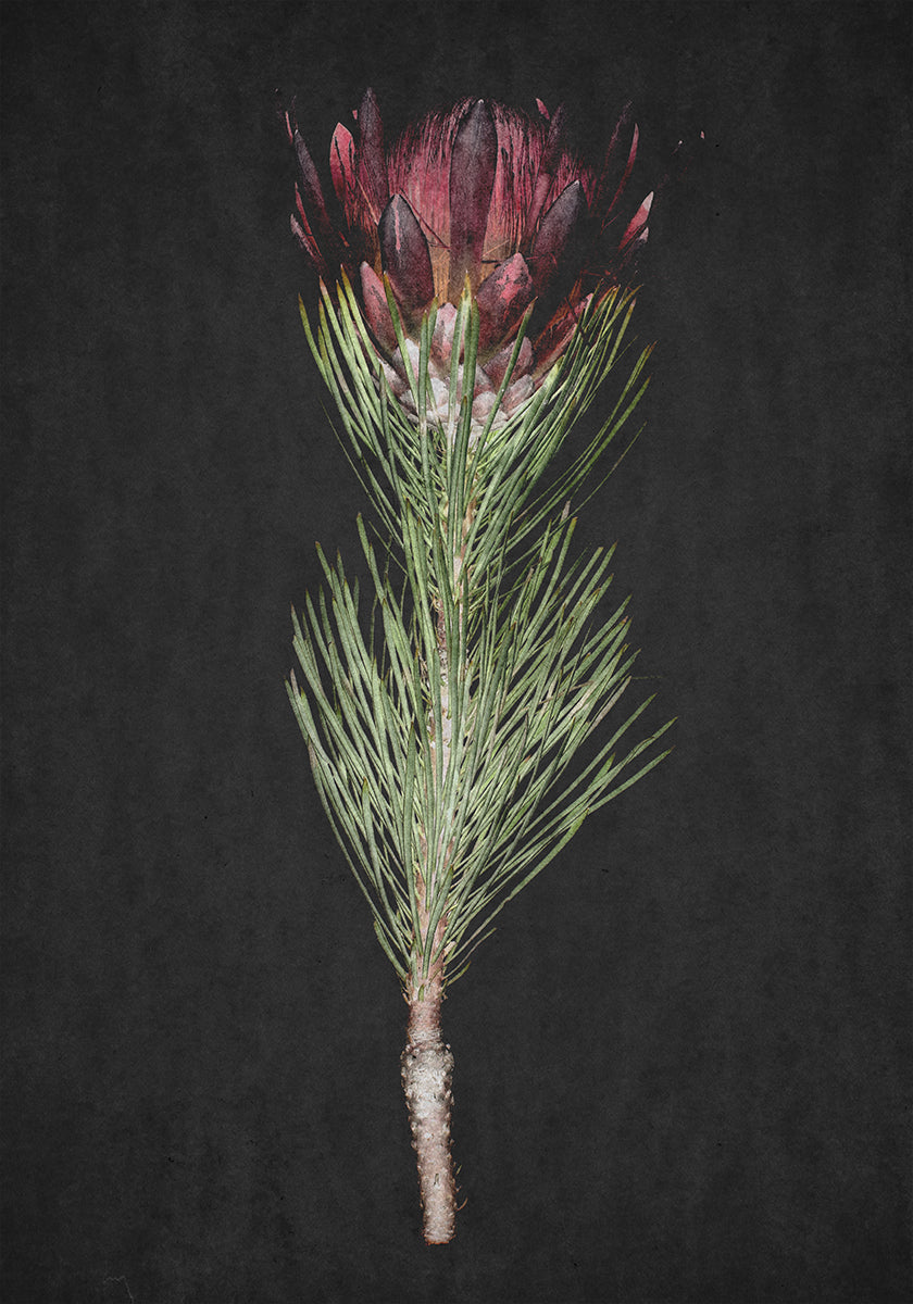 Plakat Protea Serenity