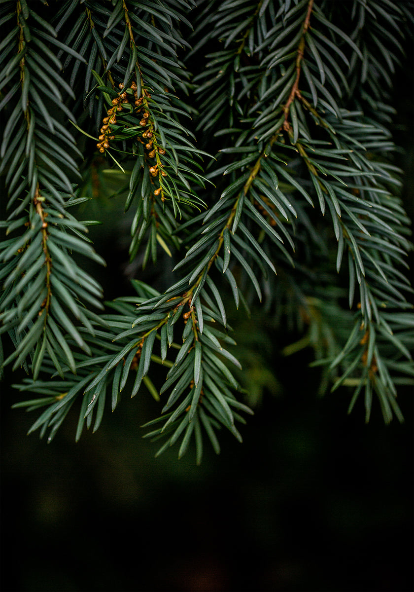 Plakat Zimowe gałęzie 7