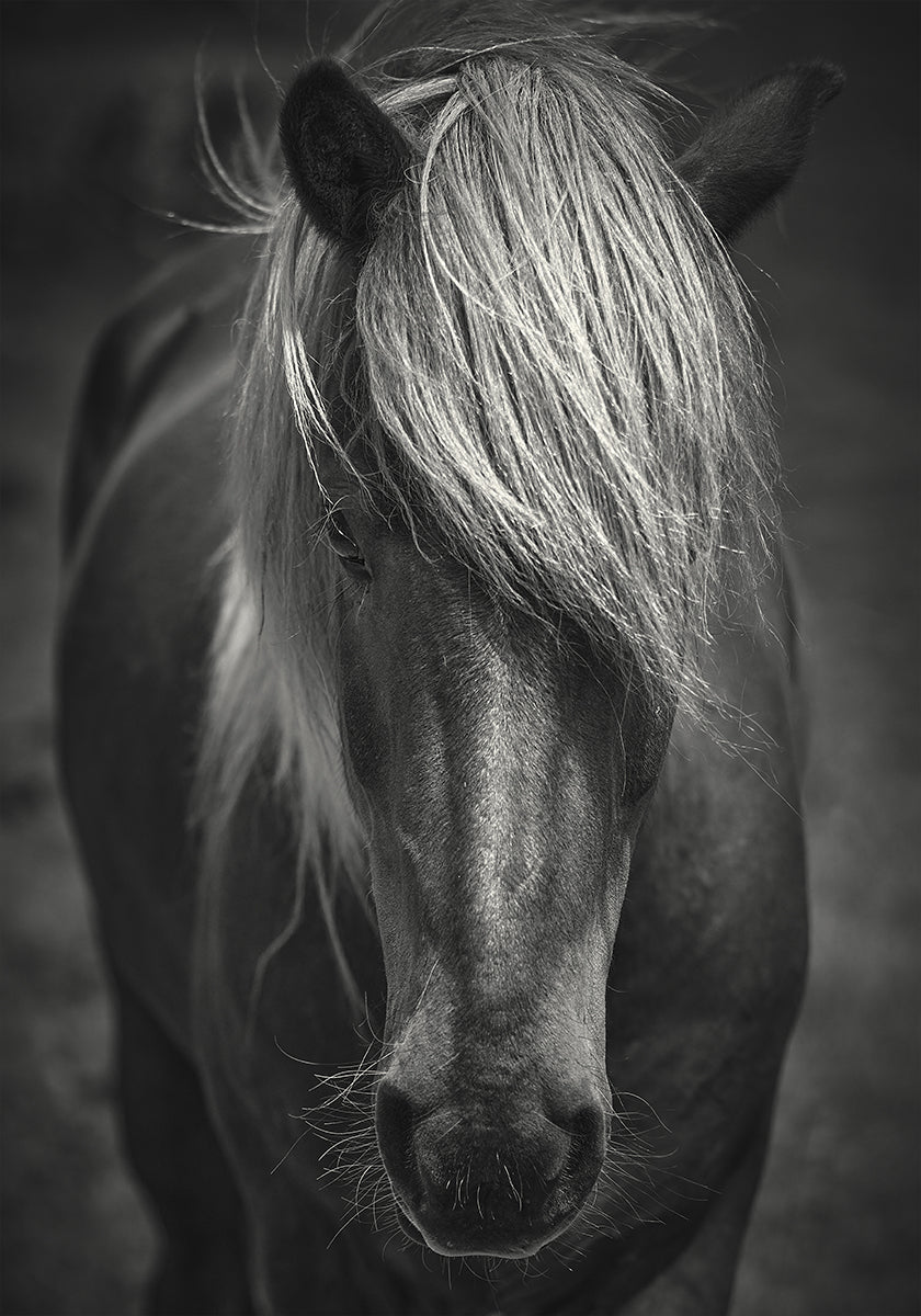 Plakat alpejskiego surfera