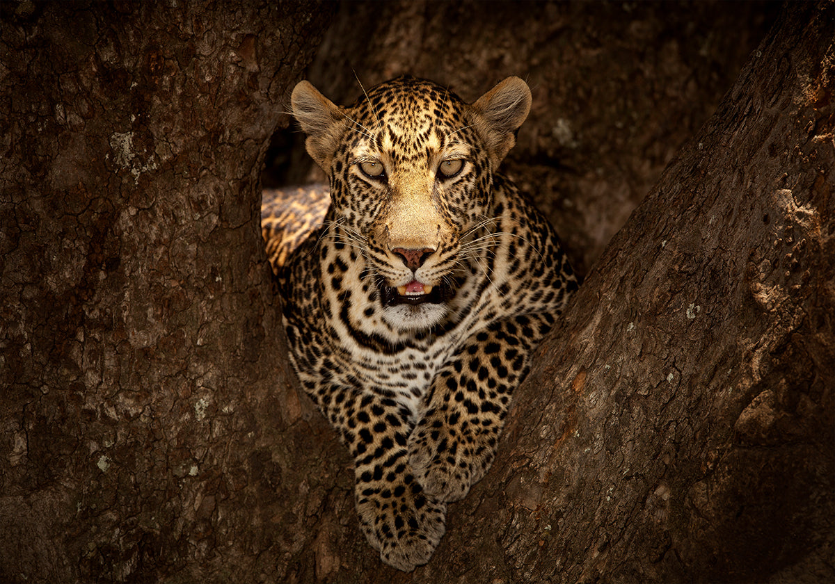 Lampart odpoczywa na drzewie w Masai Mara