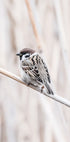 Tree Sparrow Plakat - Posterbox.no