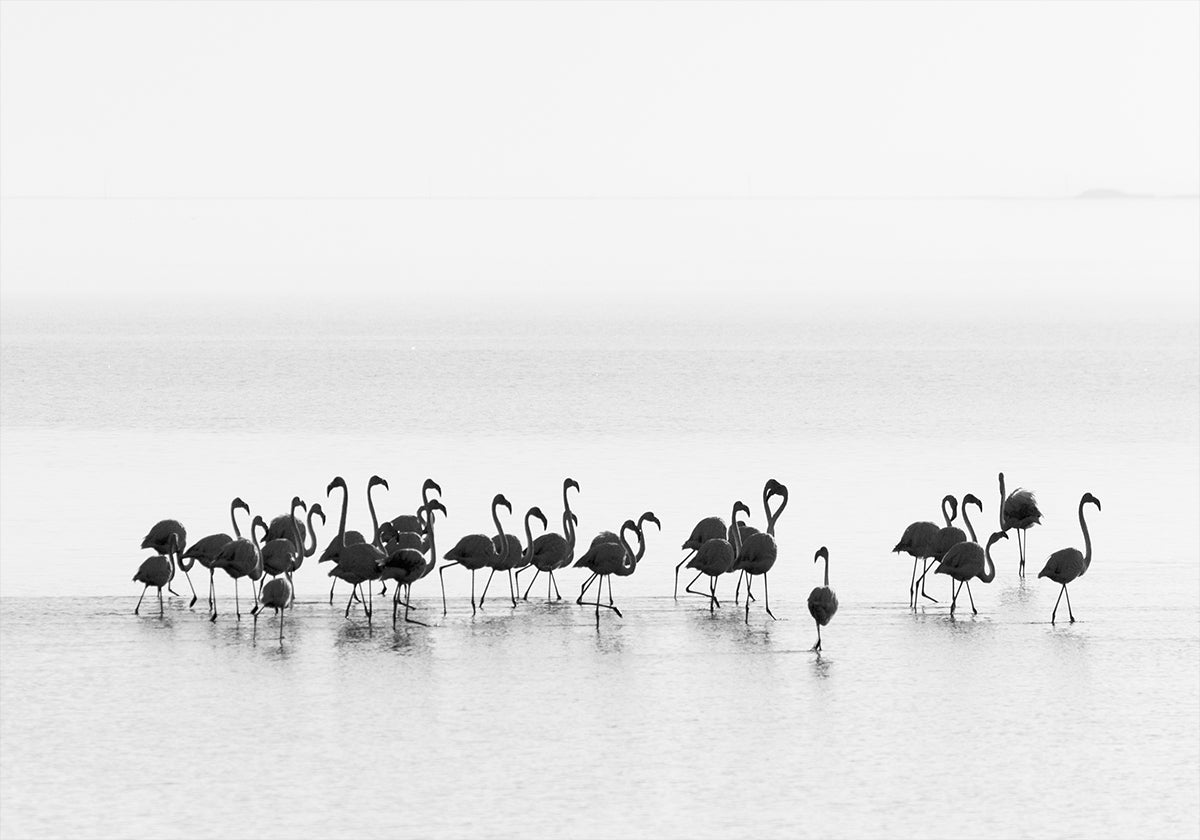 Flamingi