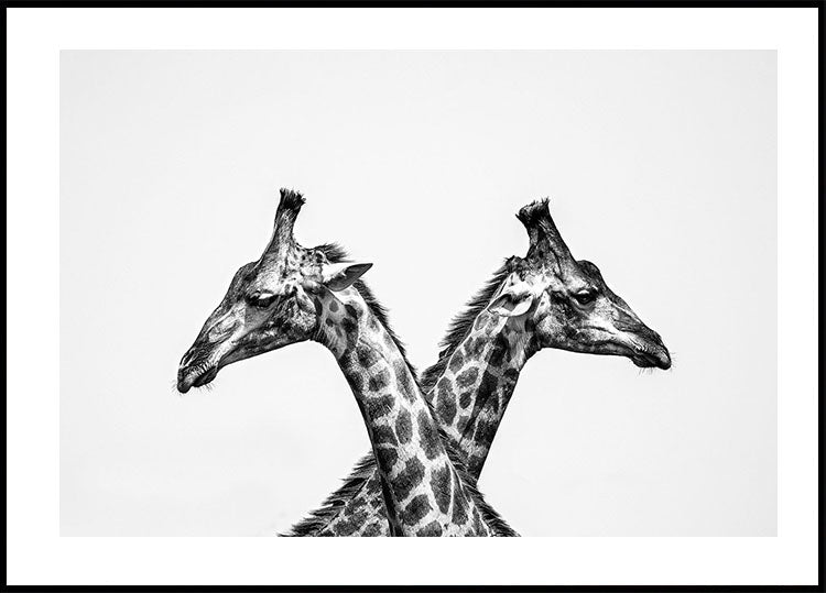 Two Giraffes Plakat - Posterbox.dk