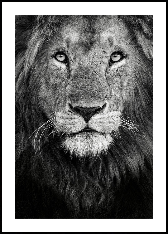 Plakat z portretem królewskim