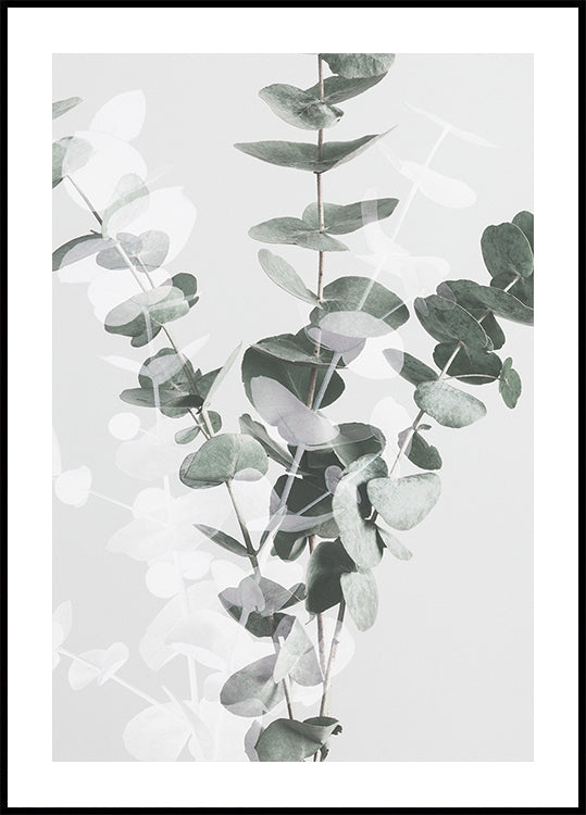 Plakat eukaliptusowy nr 3