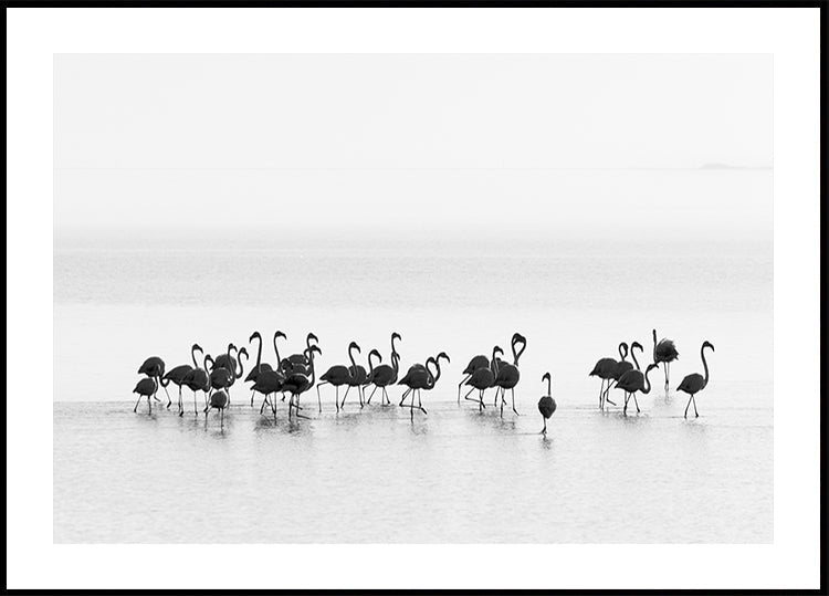 Flamingi
