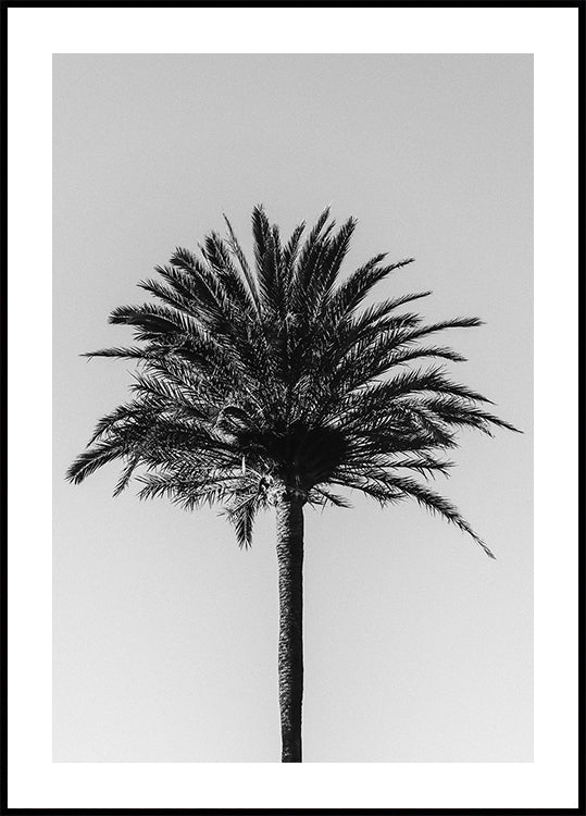Palma_003