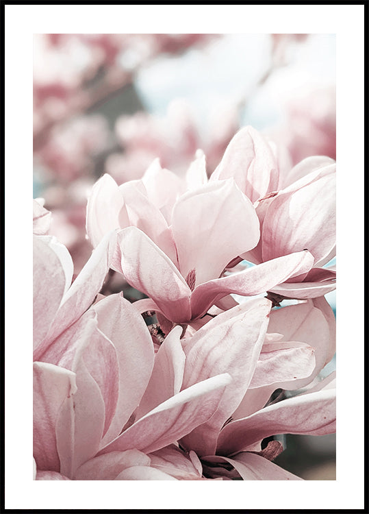 Magnolia Blossom Plakat - Posterbox.dk