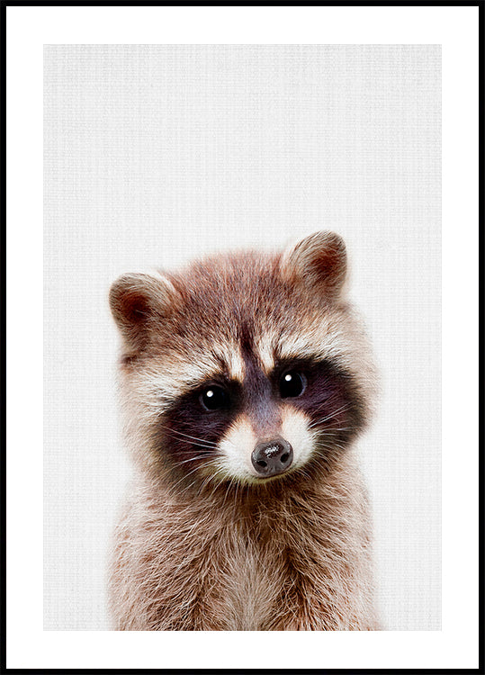 Plakat z szopem Peekaboo