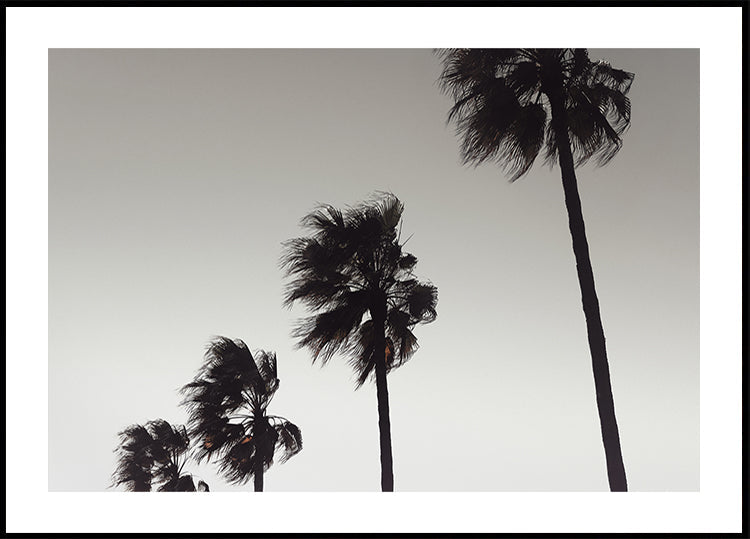 Palma_004