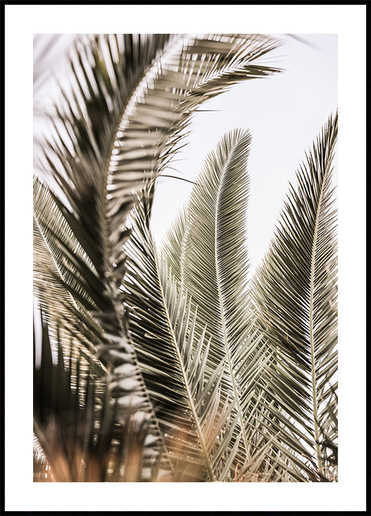 Szepty Palm