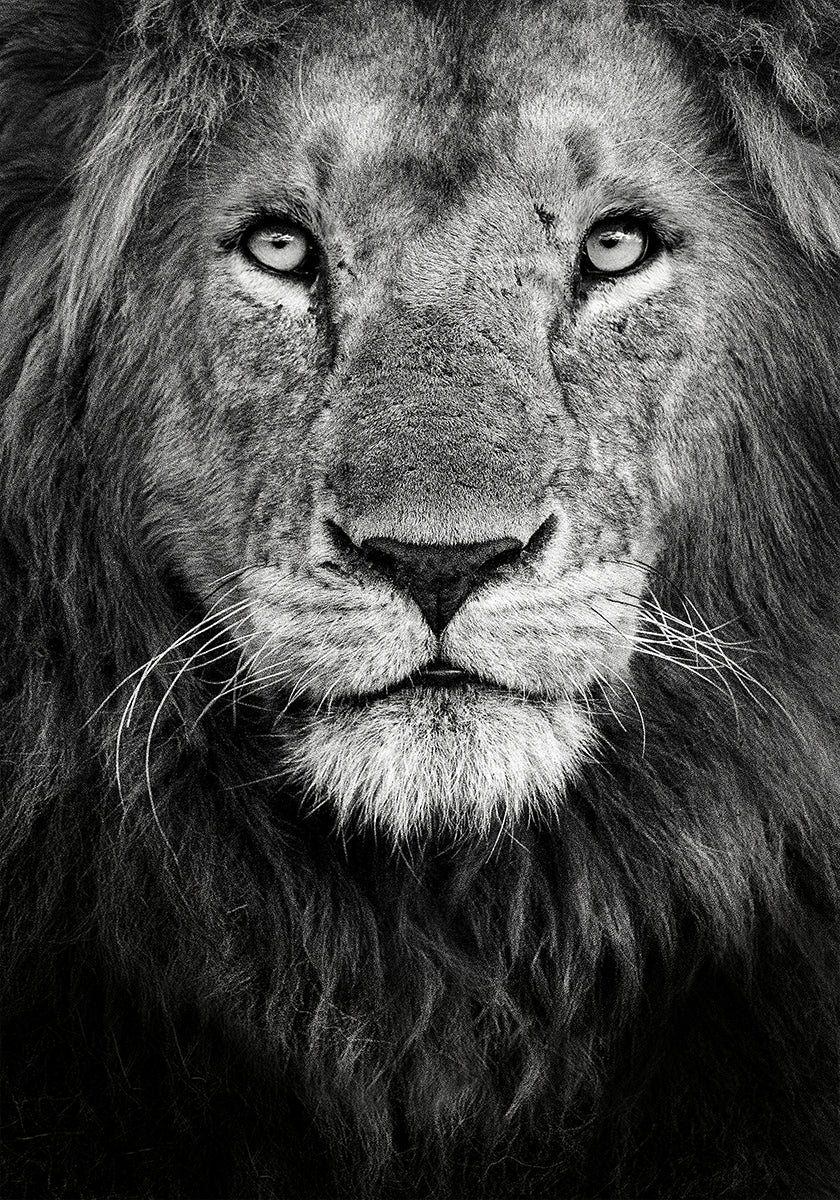 Plakat z portretem królewskim