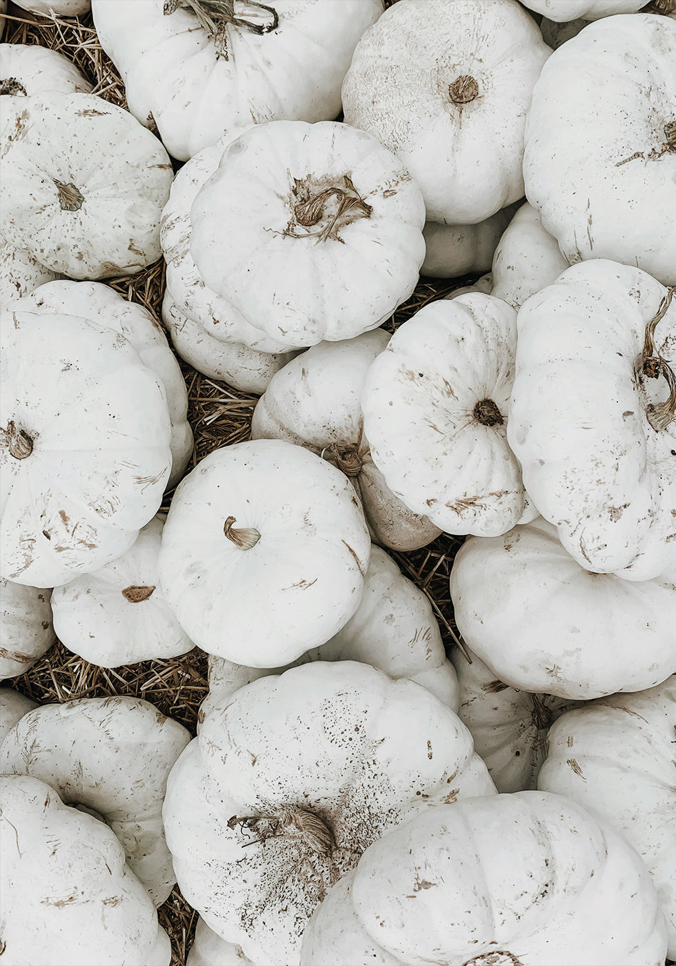 White Pumpkins Harvest Plakat - Posterbox.dk