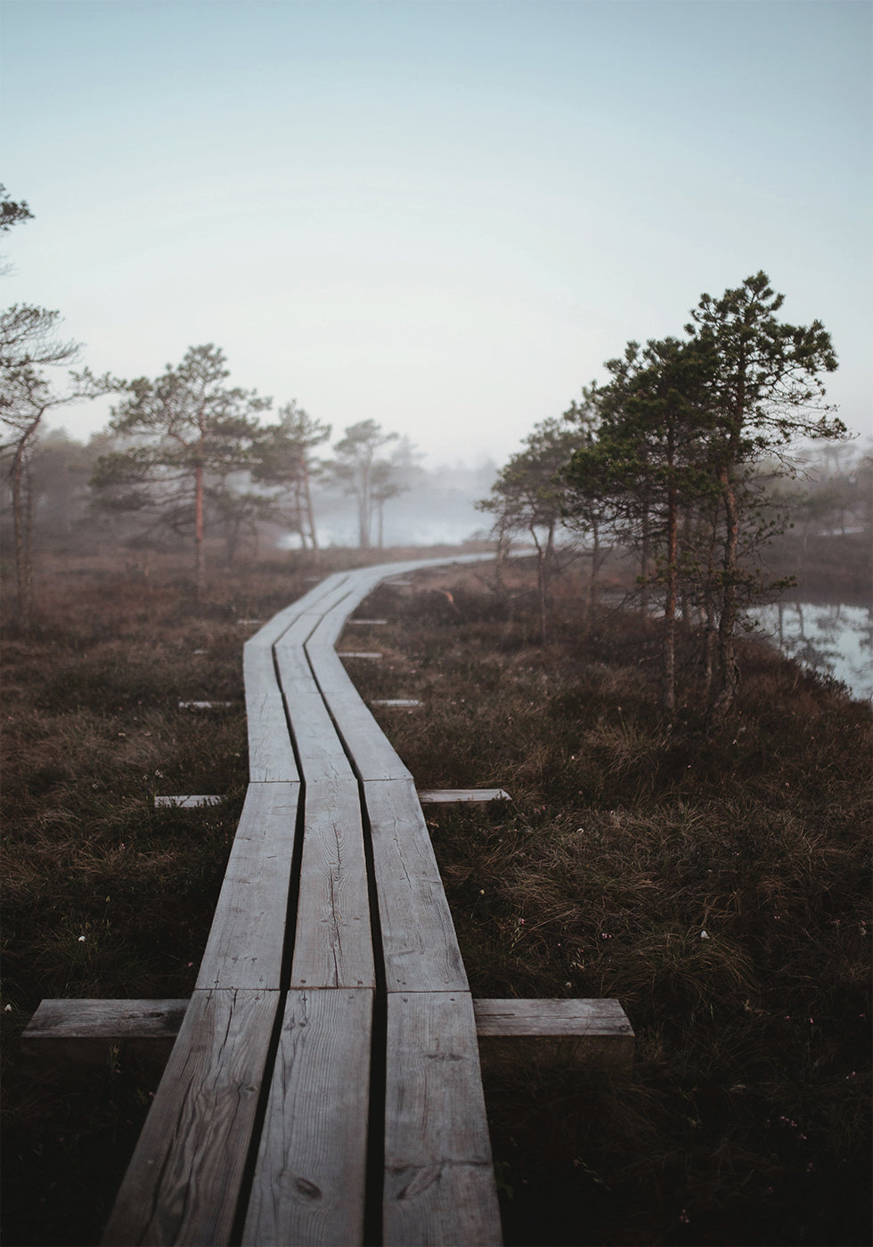 Riga Swamp Plakat - Posterbox.dk