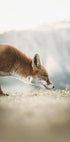 The Little Fox Plakat - Posterbox.dk