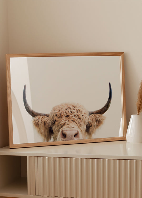 Plakat zerkającej krowy