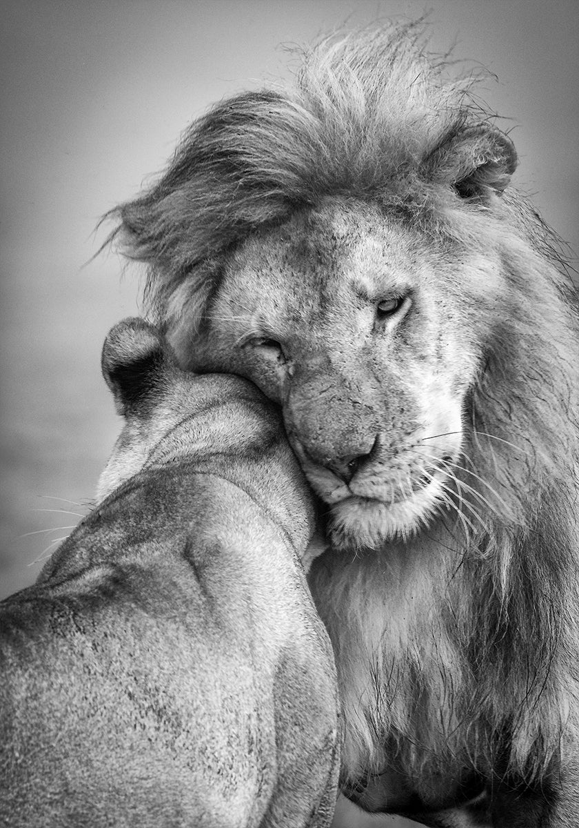 Afrykańska miłość! Plakat