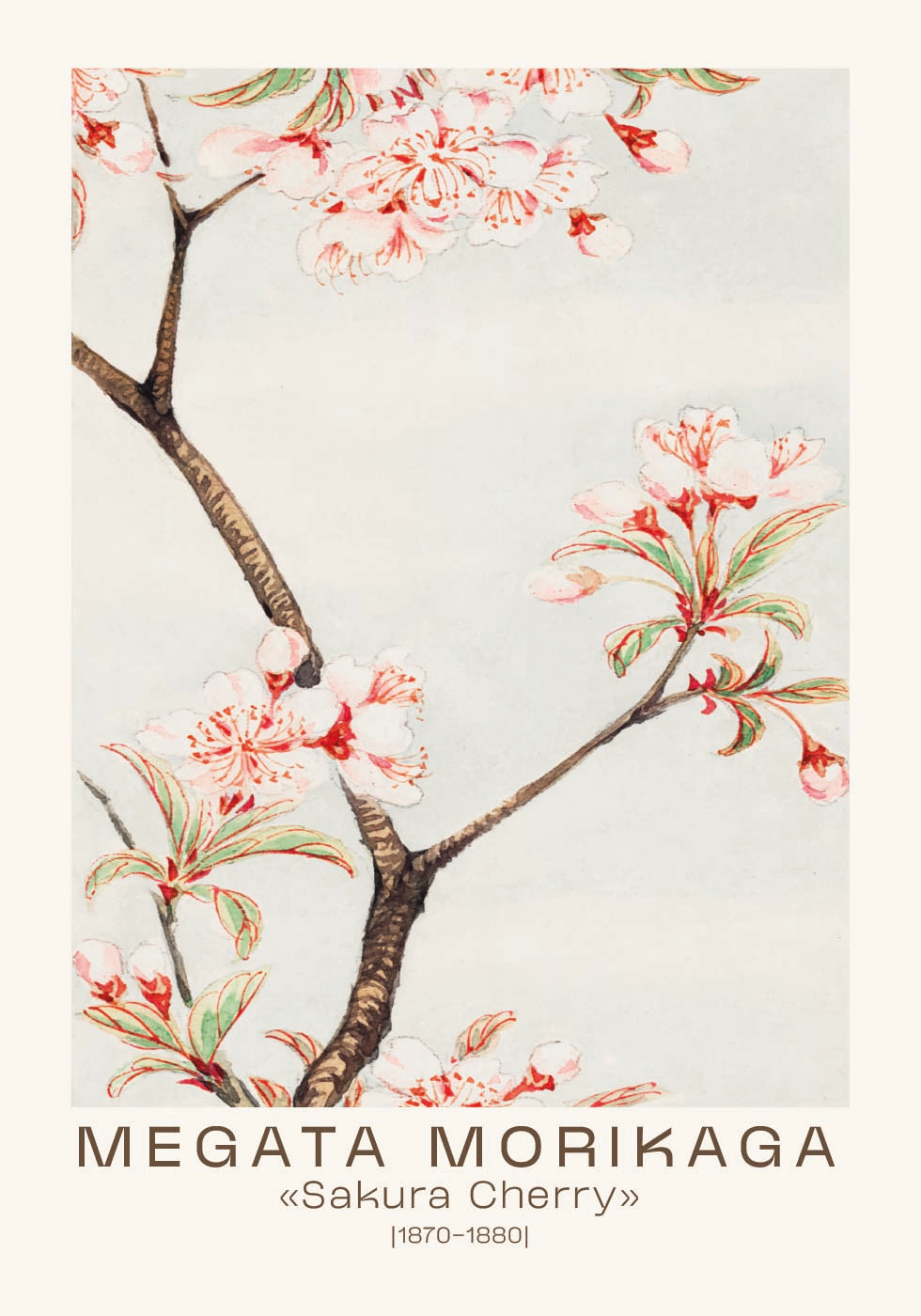 Sakura Cherry Japanese Blossom, Megata Morikaga 1870–1880 Plakat - Posterbox.dk