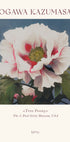 Tree Peony, Ogawa Kazumasa Foral Plakat - Posterbox.dk