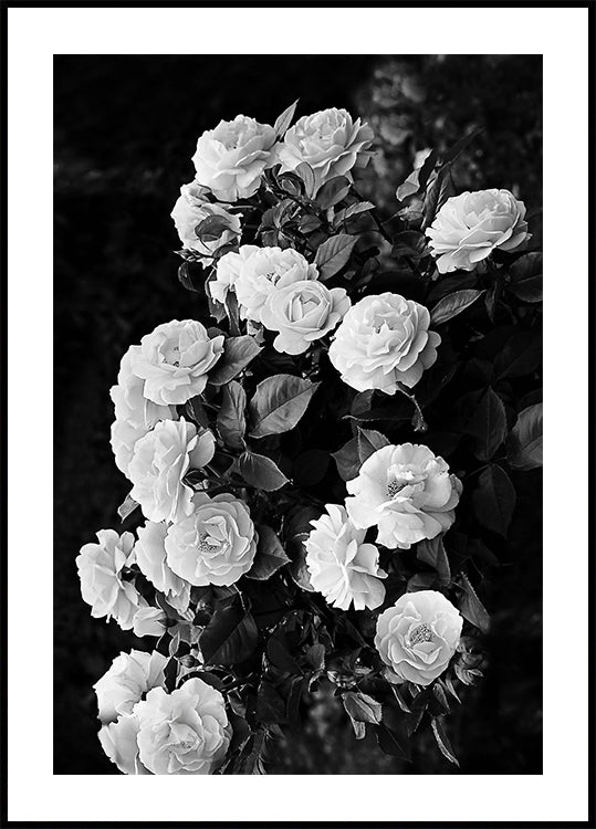 Rose Bush Plakat - Posterbox