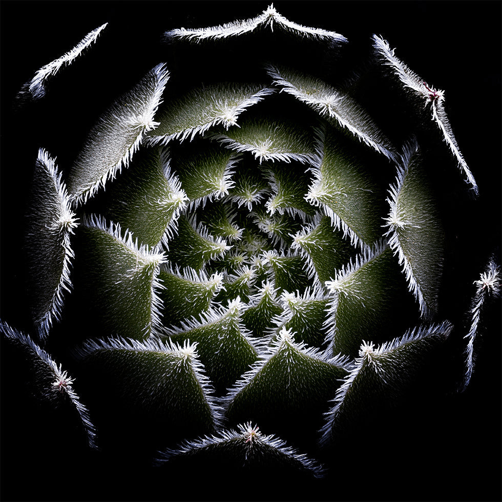 Plakat z rozetą Sempervivum