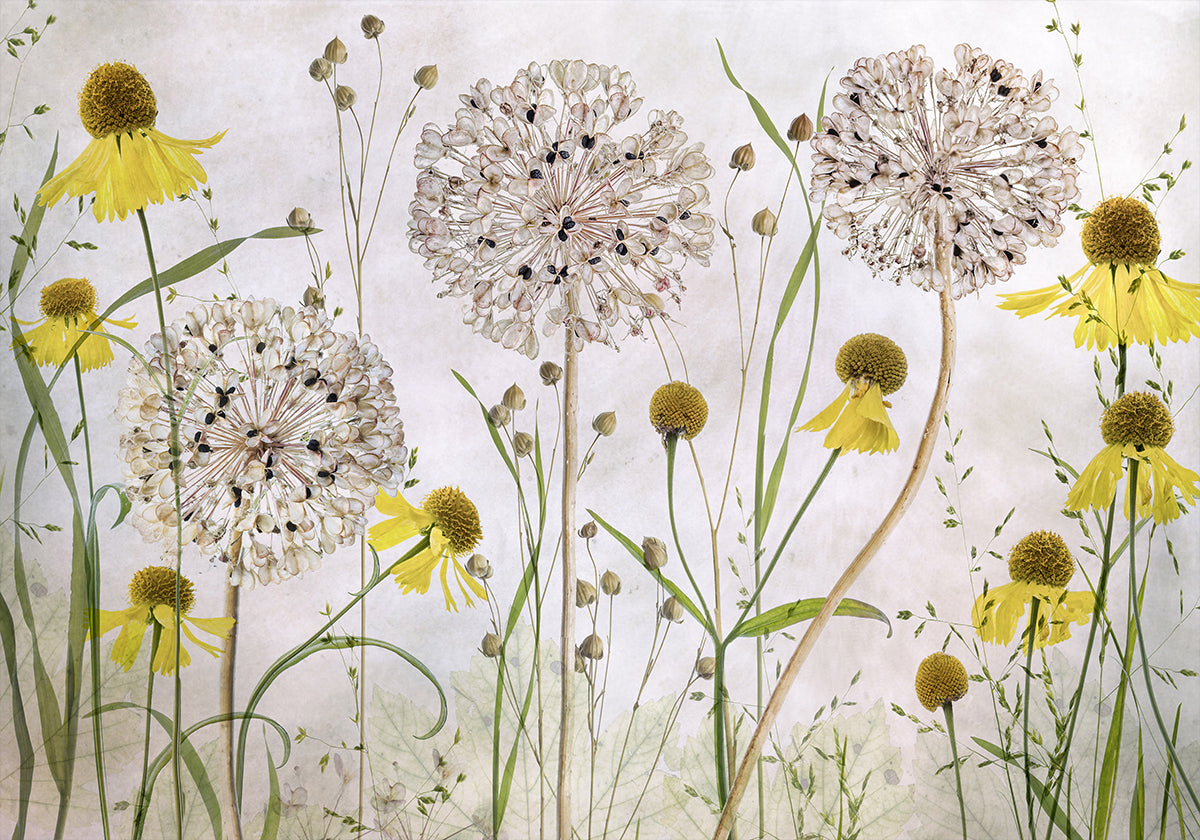 Plakat Alliums i Heleniums