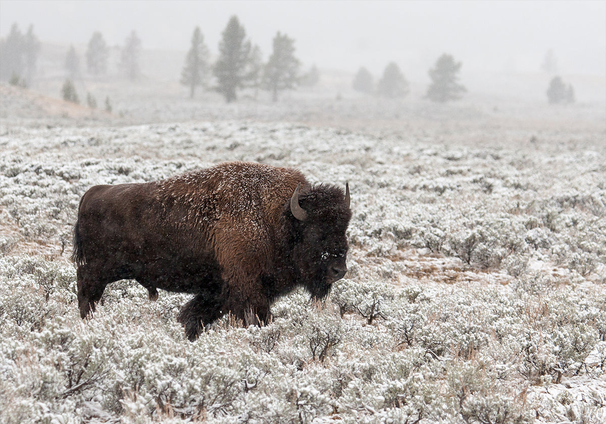 Późna jesień w Yellowstone