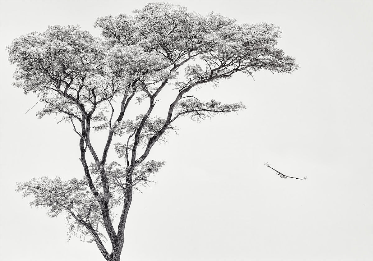 plakat z afrykańskim orłem