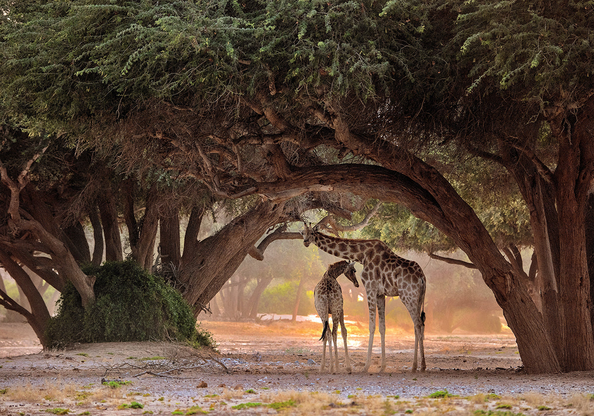 Żyrafa - Namibia