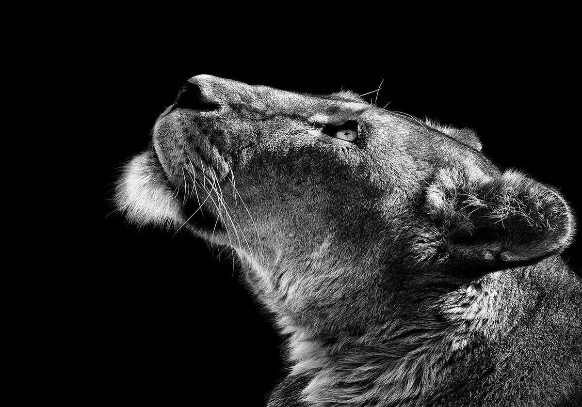 Patrząc w górę plakat