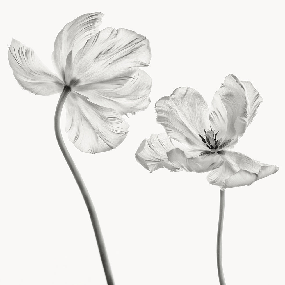 Ten sam plakat z tulipanem