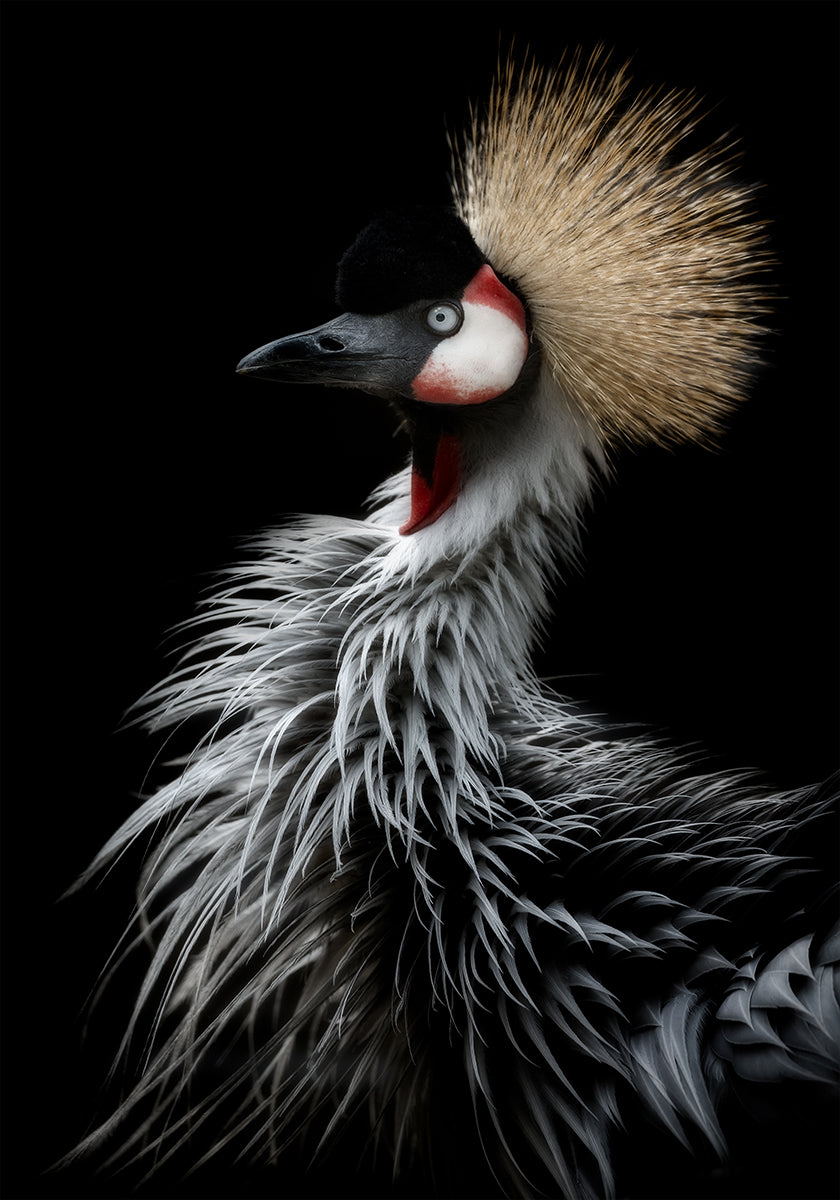 Portret żurawia koronnego
