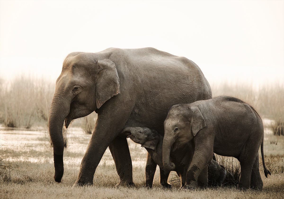 Plakat portret rodzinny