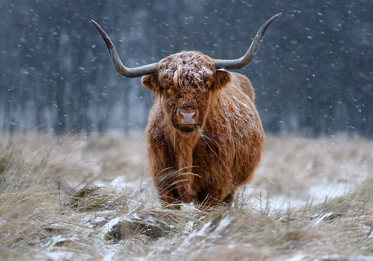Śnieżna krowa Highland
