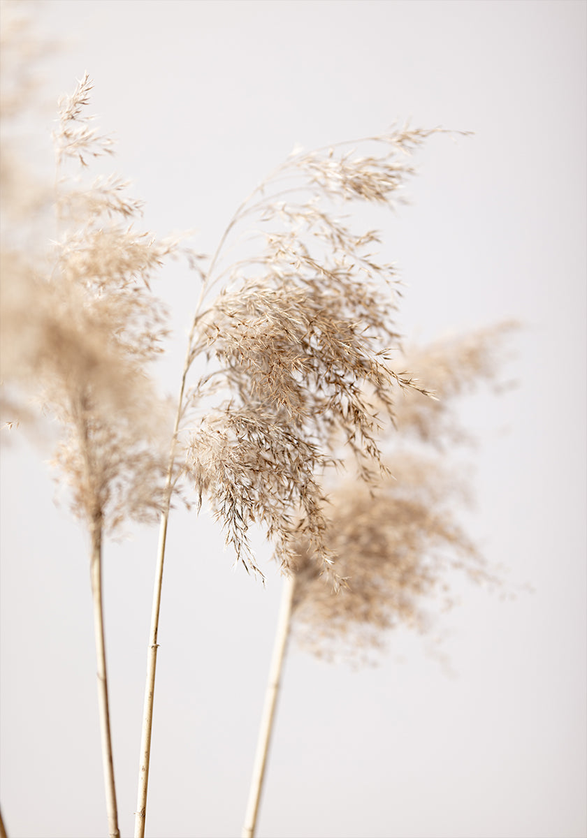 Plakat Reed Grass Grey 09