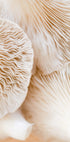 Mushrooms Close Up Plakat - Posterbox.no