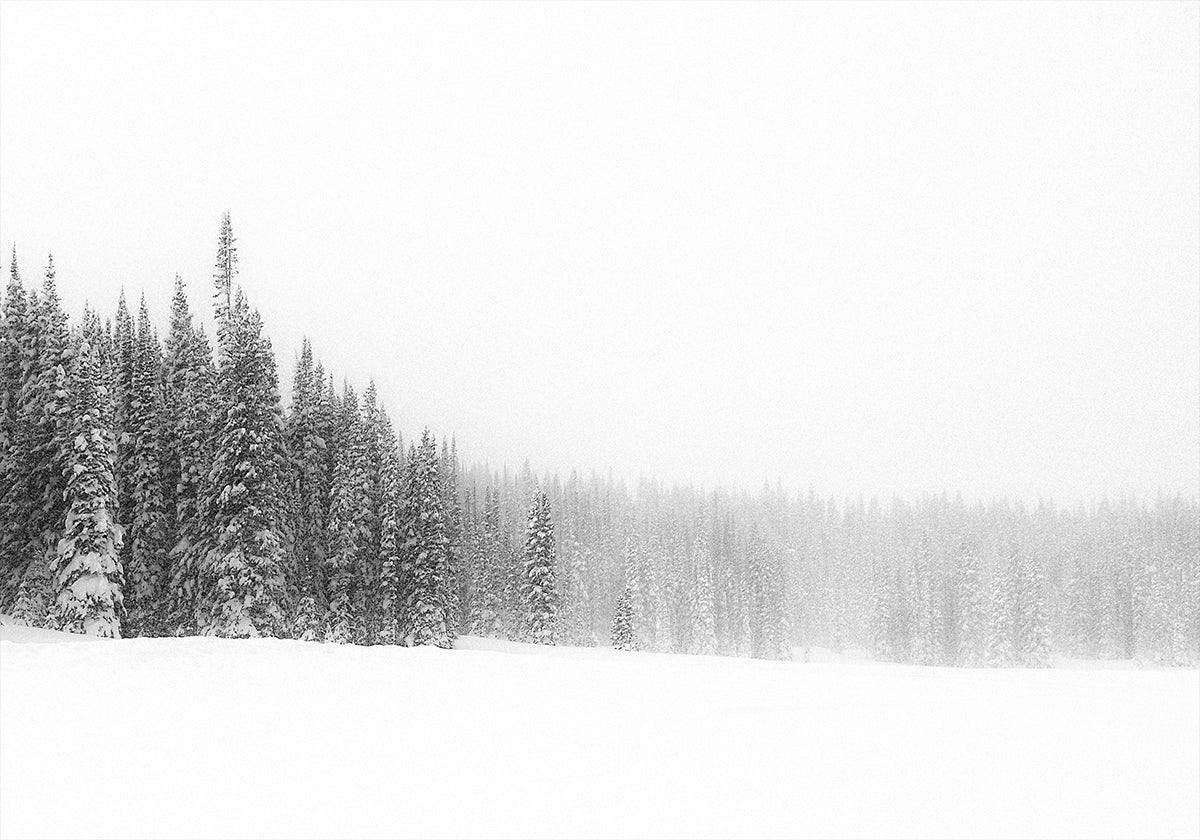 Plakat Las dla drzew