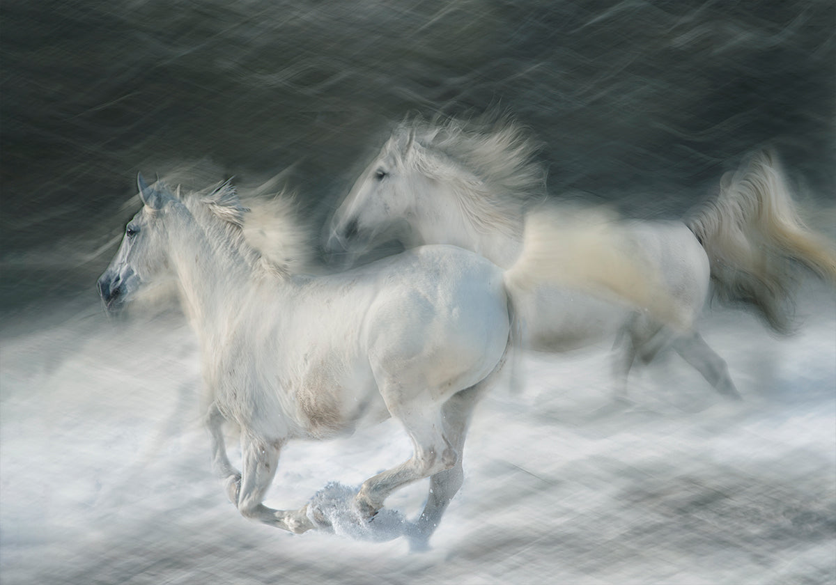 galop w pojedynku Plakat