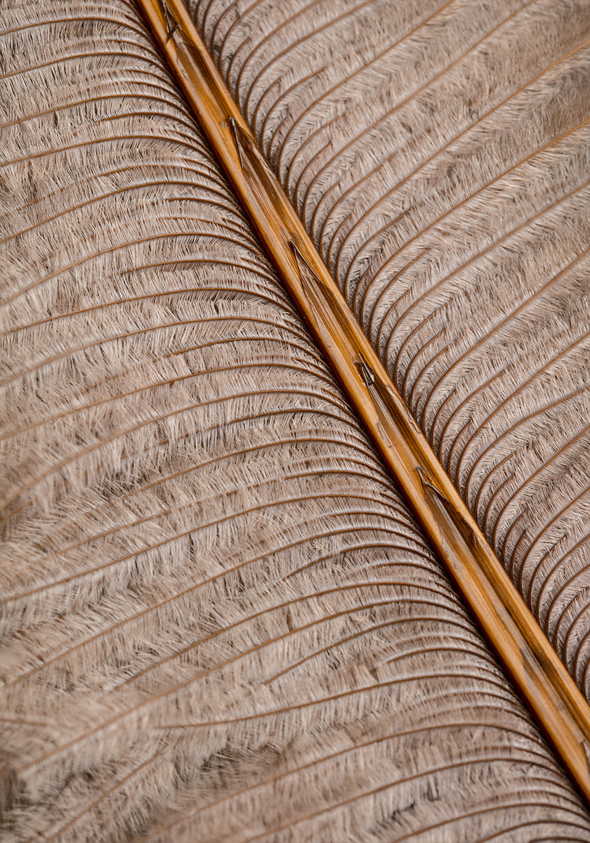 Plakat Feather_007