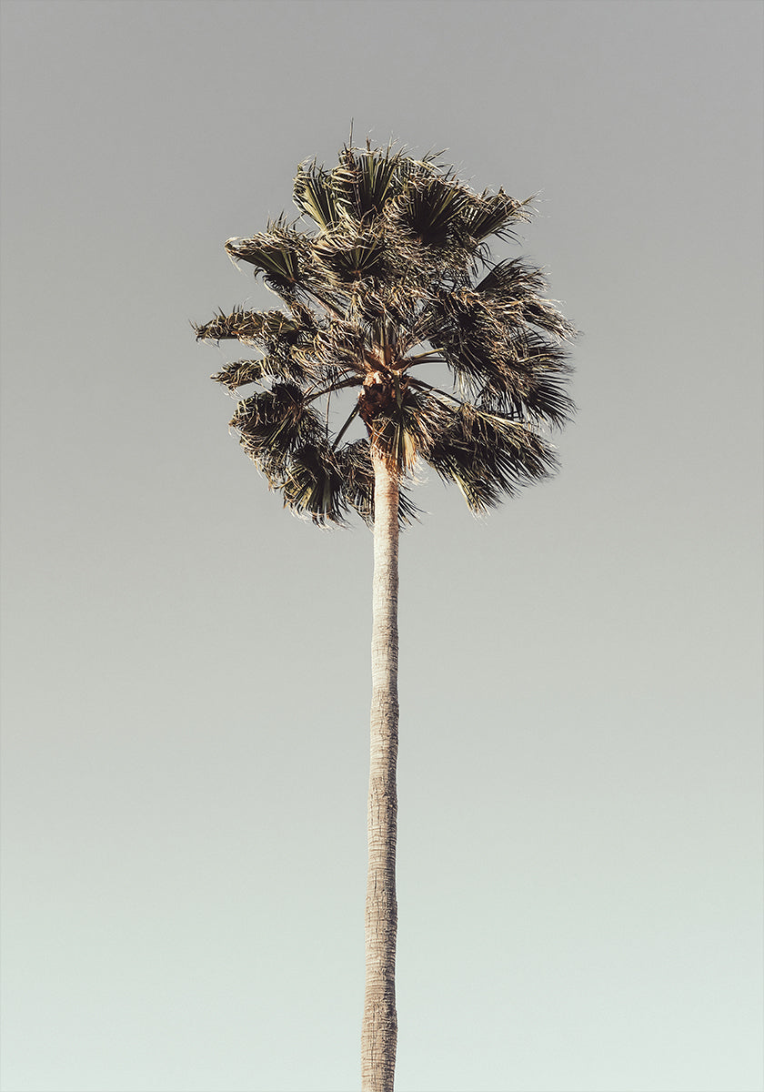 Palma_001