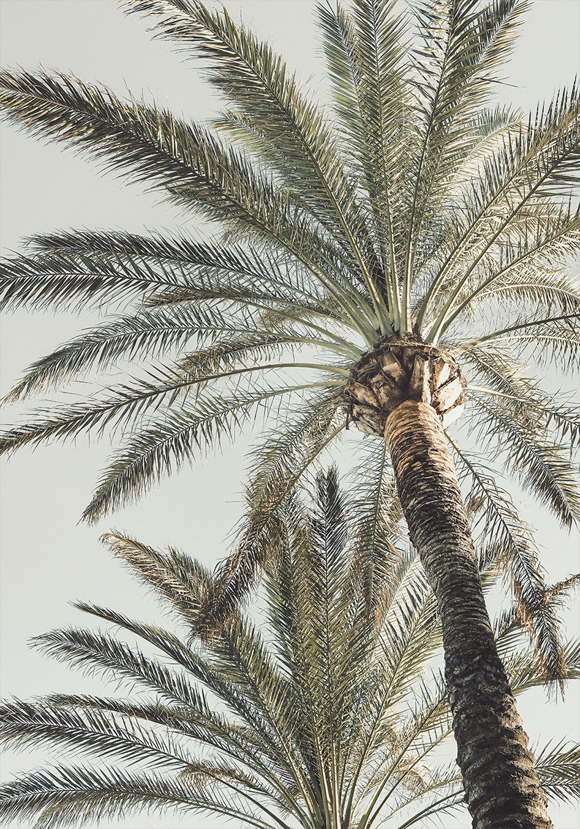 Palma_005