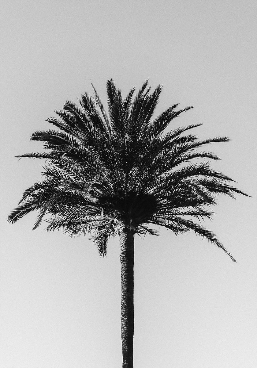 Palma_003