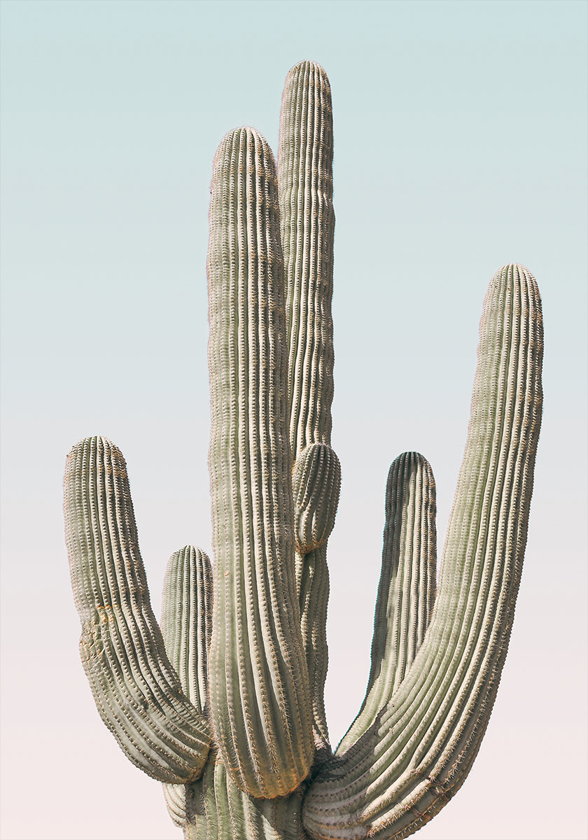 Plakat Saguaro