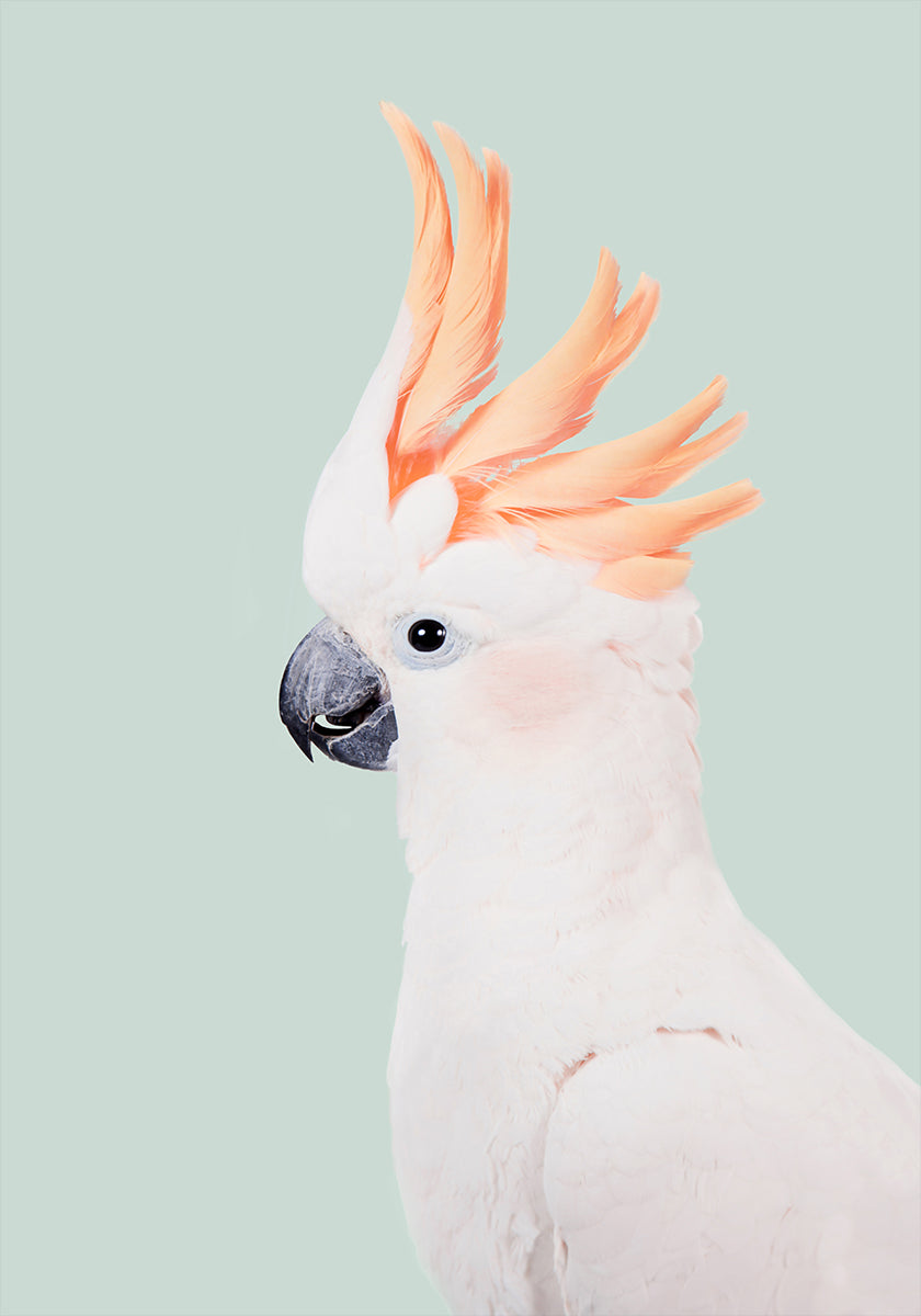 Plakat Kakadu