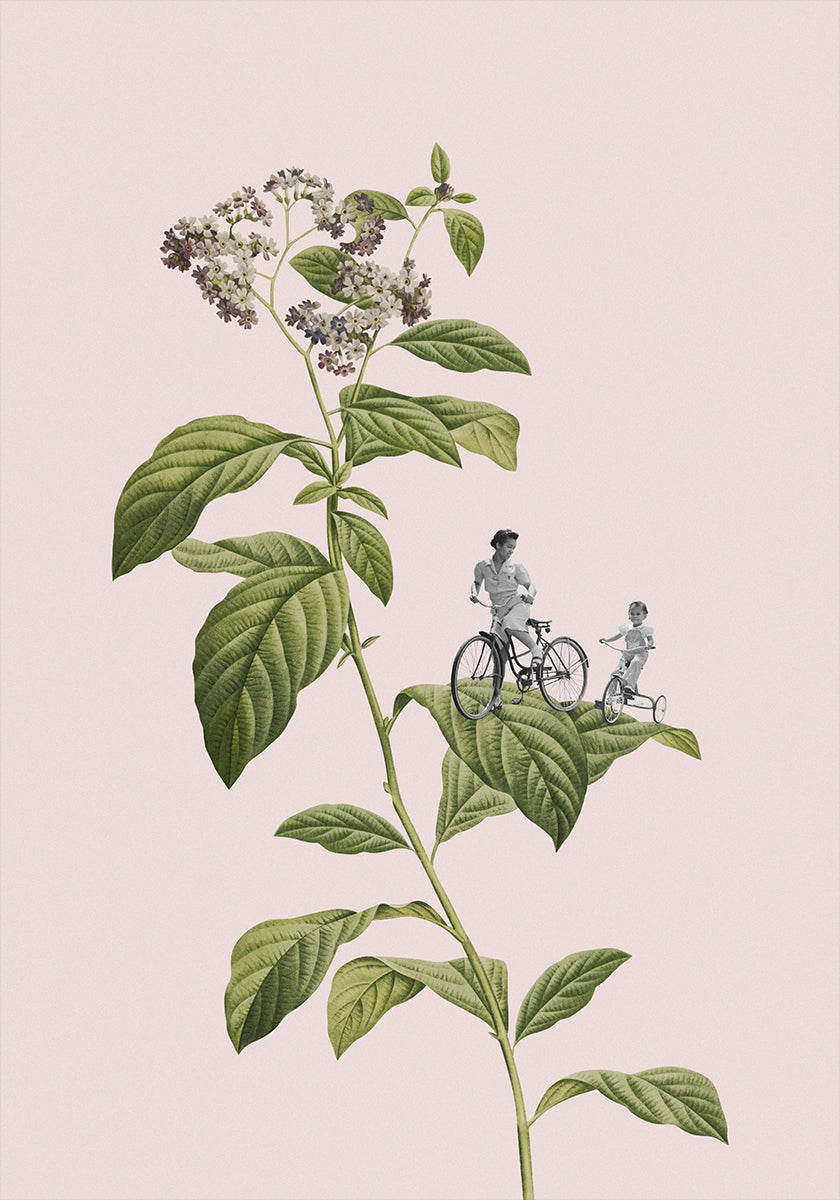 Kolarstwo botaniczne