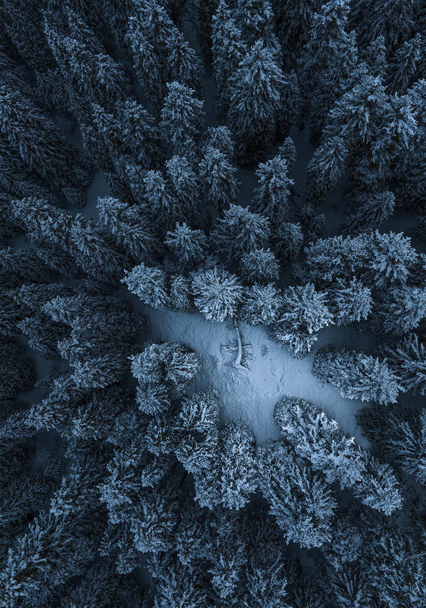 Plakat Tekstura lasu